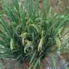 万事如意的头像