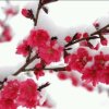寒梅迎雪的头像