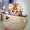 小贼猫的头像