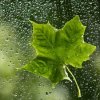 小雨点的头像