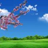 缘分天空的头像