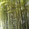 竹林的头像