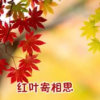 红叶寄相思的头像