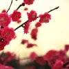 梅花有语的头像