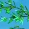 奋斗的头像