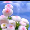 百花开放的头像
