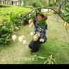 茉莉的头像