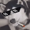 不打卡的哈的头像