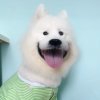 苏苏的头像