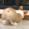 刀杀鱼的头像