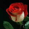 玫瑰的头像