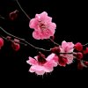 梦夏(退出)的头像
