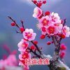 茂盛的春天的头像