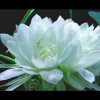 冰山雪莲_的头像