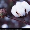棉花的头像