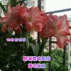 给心放个假的头像