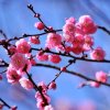 依梅听笛声的头像