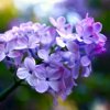 紫丁香的头像