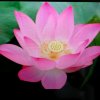 水芙蓉的头像