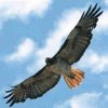 雄鹰的头像