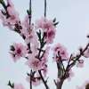 青春已迷茫的头像