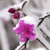 雪落无声的头像