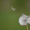 蒲公英的头像