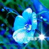 石缘大号的头像