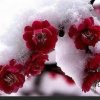 梅花傲雪的头像