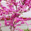 春雷2的头像