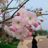 如诗如画（友访必回，礼尚往来。拒私信）的头像