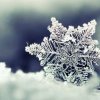 雪花的头像
