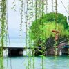 congrong的头像