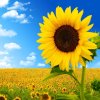 向日葵的头像