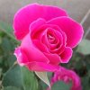 花开依旧的头像
