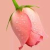 唅乐^雨竹的头像
