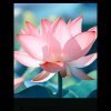 笑看人生的头像