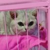 人生如梦的头像
