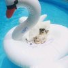 牛油果酱的头像