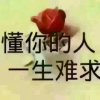 风中的玫瑰的头像