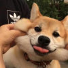 风的头像