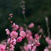 旧梦虐心的头像