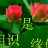 相识是缘的头像
