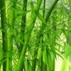 明月心南柯一梦（回访不周见谅）的头像