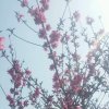 真爱无声的头像