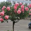 心相连的头像