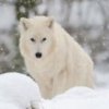 雪~狼的头像