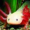 娃娃鱼的头像