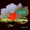 秋叶的头像