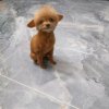 小米乐华精英家族的头像